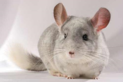 Originea și istoria chinchillas - chinchillas - fermă de blană - zootehnie