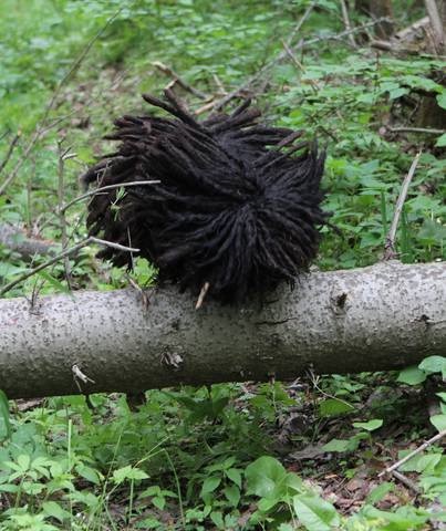 Bullets (Magyar Shepherd) perm