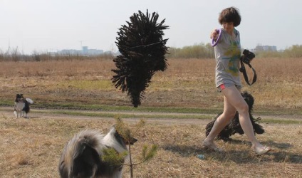 Bullets (Magyar Shepherd) perm