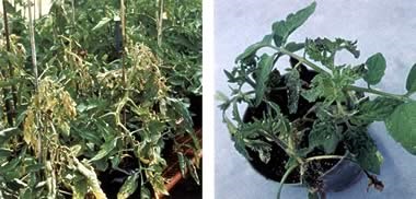 Spotted tomatoes wilting - boala de tomate