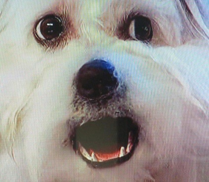 Secretul unui câine vorbitor care a explodat spectacolul - Marea Britanie caută talente, umkra