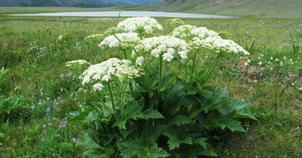 Cowberry plant - cât de periculoasă este vaca de vaca pentru om