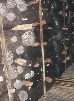 Plasarea de blocuri de ciuperci de ciuperci de stridii - expert de ciuperci de stridii
