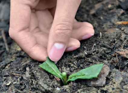 Propagarea prin butași de Phlox