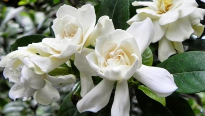Reproducerea gardeniei