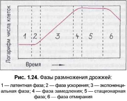 Reproducerea și creșterea drojdiei - stadopedie