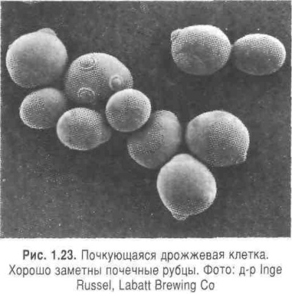 Reproducerea și creșterea drojdiei - stadopedie