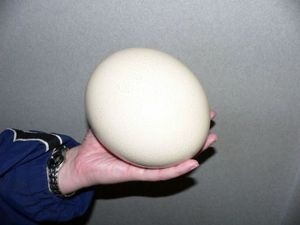 Tenyésztési egzotikus állatok - egy nagyon jövedelmező üzlet Un (állatok) Tenyésztési egzotikus állatok - egy nagyon jövedelmező üzlet un