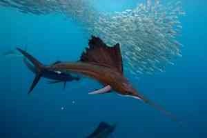 Fish sailfish - misterele naturii - catalog de articole - fișiere necunoscute