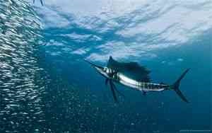 Fish sailfish - misterele naturii - catalog de articole - fișiere necunoscute