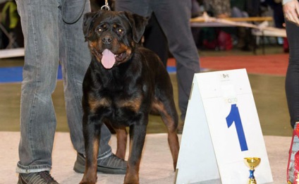 Rottweiler - fotografie, descriere, caracter, îngrijire, nutriție, cumpăra