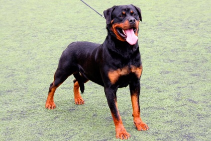 Rottweiler - fotografie, descriere, caracter, îngrijire, nutriție, cumpăra