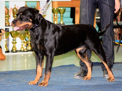 Rottweiler - fotografie, descriere, caracter, îngrijire, nutriție, cumpăra