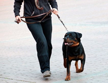 Rottweiler - fotografie, descriere, caracter, îngrijire, nutriție, cumpăra