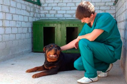 Rottweiler - fotó, leírás, képességgel, gondozás, táplálkozás, vásárlás