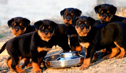 Rottweiler - fotó, leírás, képességgel, gondozás, táplálkozás, vásárlás