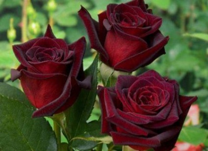 Rose magie neagră, fotografie de flori și descrierea acesteia, sfaturi pentru îngrijire, grădinărit24