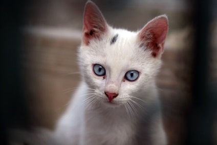 Ru_cats, pisici cretane