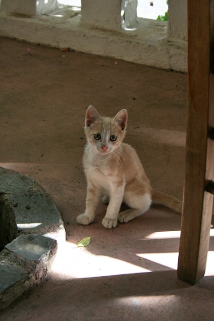 Ru_cats, krétai macska