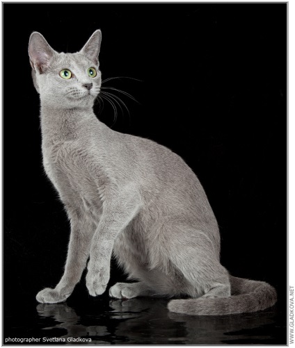 Orosz kék macska - kegyelem és tökéletesség