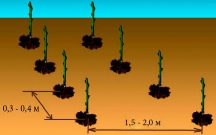 Grădină de zmeură de plantare și de îngrijire pentru arbuști video