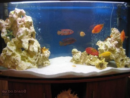 Pietre auto-făcute pentru un acvariu - grota de casă făcută din pietre pentru un acvariu - forum pentru acvarii