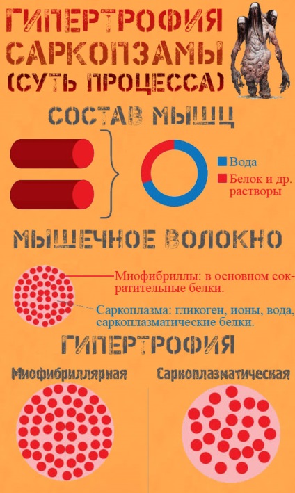 Sarcoplasmatic hipertrofia ce fel de animal este acest lucru, de ce este necesar și cum să-l realizeze