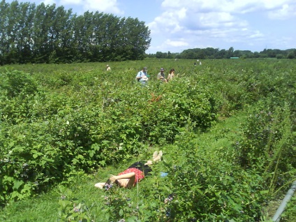 Colectarea afinelor din provincia Ontario