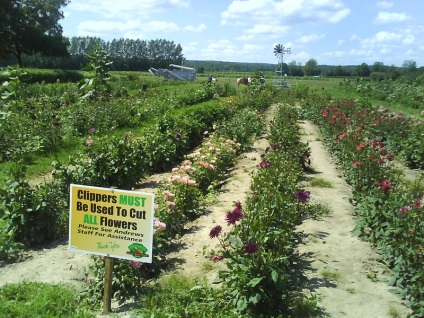 Colectarea afinelor din provincia Ontario