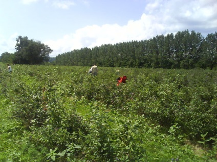 Colectarea afinelor din provincia Ontario