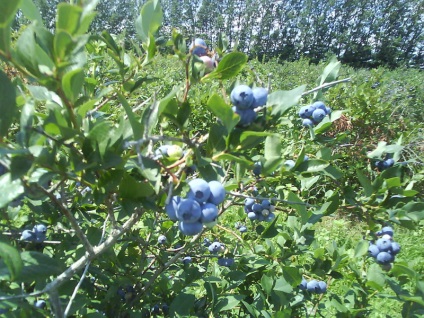 Colectarea afinelor din provincia Ontario