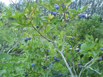 Colectarea afinelor din provincia Ontario