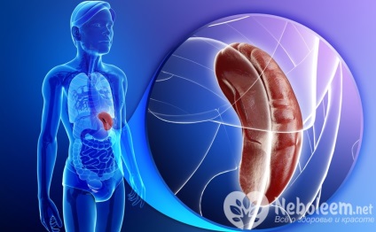 Splină - structura, funcțiile, bolile și tratamentul, motivele creșterii