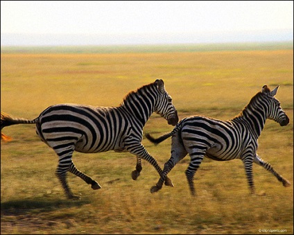 Ecvideele familiale și originea lor, rudele sălbatice ale cailor kulane de origine zebră