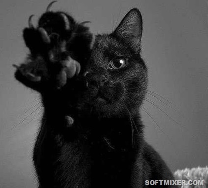 Șapte fapte neașteptate despre pisicile negre, strămoși și descendenți, trecutul și viitorul