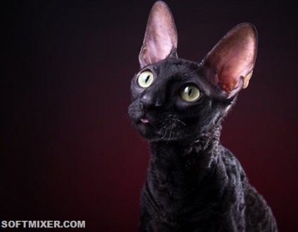 Șapte fapte neașteptate despre pisicile negre, strămoși și descendenți, trecutul și viitorul