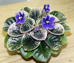 Senpolia (Uzambara violet) - totul despre plantele de apartament pe
