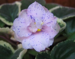 Senpolia (Uzambara violet) - totul despre plantele de apartament pe