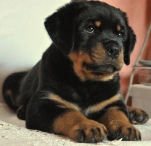 Catelusii Rottweiler - formare si educatie