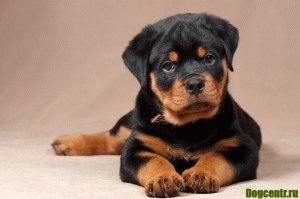 Catelusii Rottweiler - formare si educatie