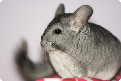 Chinchilla (lat)