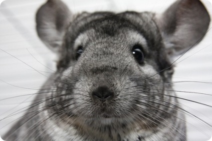 Chinchilla (latin: