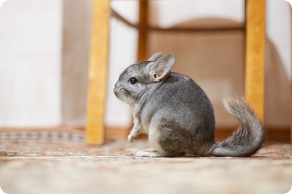 Chinchilla (lat)