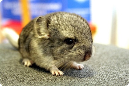 Chinchilla (latin: