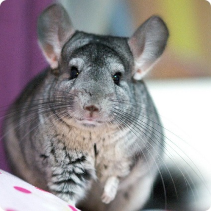 Chinchilla (lat)