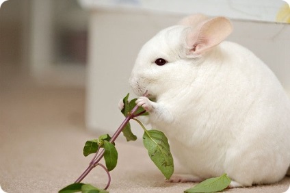 Chinchilla (lat)