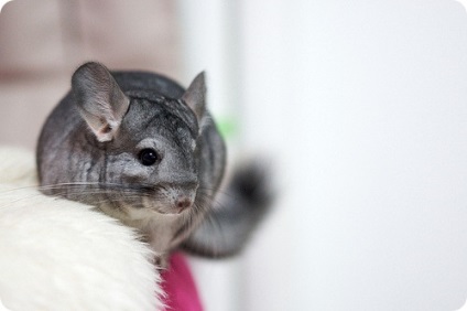 Chinchilla (lat)