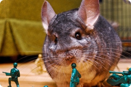 Chinchilla (lat)