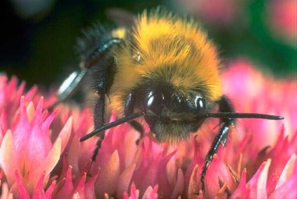 Земните пчели, животни