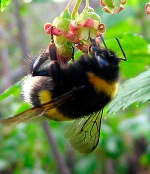 Земните пчели, животни
